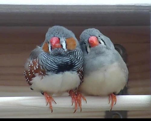 A $100M Bet on Bird Talk: The Jeremy Coller Foundation’s Audacious Prize Signals a New Asset Class in Interspecies Communication