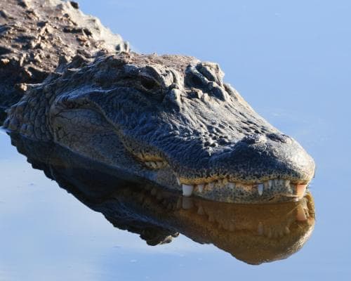 The Wild Heart of Florida: When the Silver River Demands Its Due