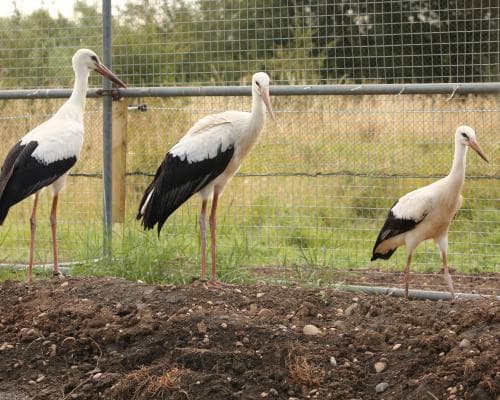 The Return of the Stork: A Winged Miracle in the English Midlands