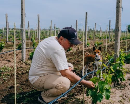 Grapes Amid the Gunfire: The Winemakers Cultivating Hope on Ukraine’s Frontline