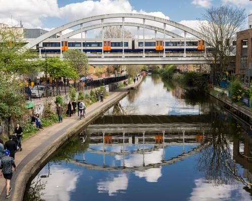 The Concrete Eden: Why the World’s Most Coveted Wildflowers Now Bloom in Cities