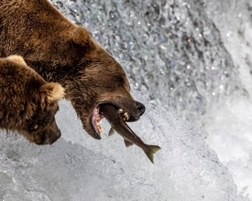 The Bear Market That Isn't: Why 7.3 Million People Are Watching Salmon-Fed Alaskan Bruins