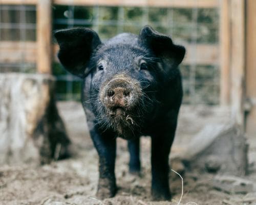 The Pig at the Market: A Cévennes Encounter