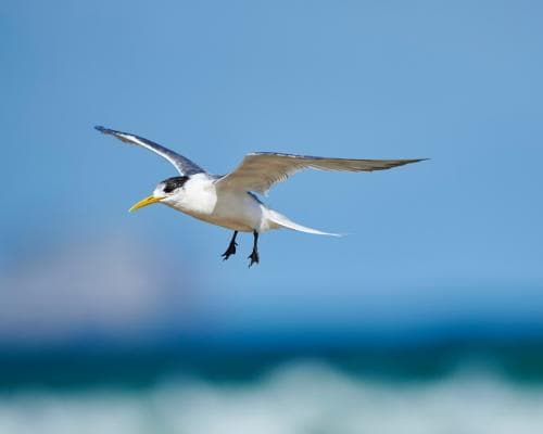 The Silent Wingfall: Bird Flu Reaches Australia's Wild Coast