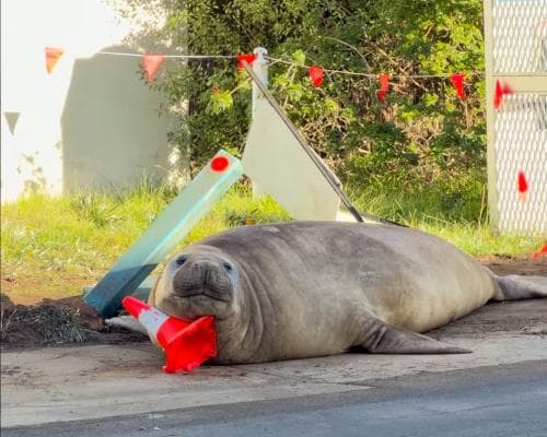 The 1,000-Kilogram Neighbour: Why Tasmania’s Most Charismatic Resident Is a Seal Named Neil