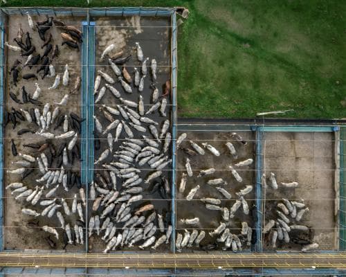 The $6 Billion Meat Bet That Could Redefine ESG Litigation