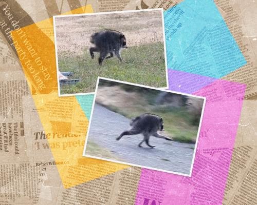 The $8 Million Raccoon: How a Ballard Bin-Diver Became the Internet’s Most Coveted Asset