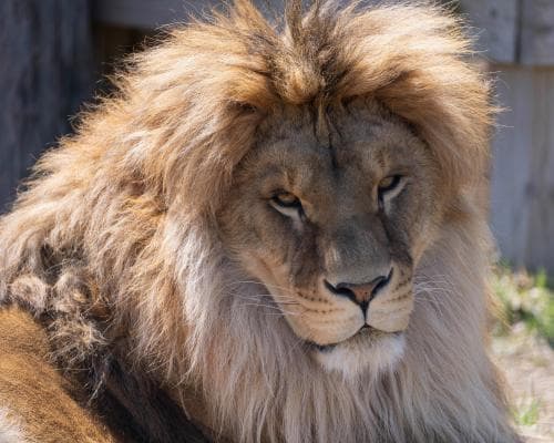 A Lion's Second War: Taras, the Ukrainian Cub, Fights a Fungus in Minnesota
