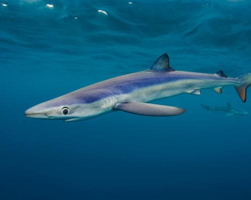 The Secret Sharks of the British Isles: A New Era of Coastal Discovery