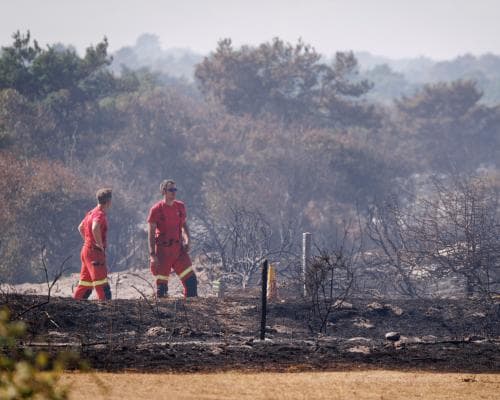 The New Forest Fire Isn't a Weather Story—It's a Capital Allocation Story