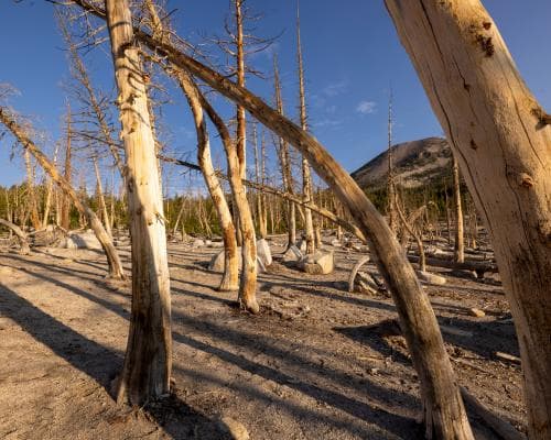 The Carbon Myth That Just Died: Fossil Leaves Show CO₂ Kills Forests, Not Greens Them