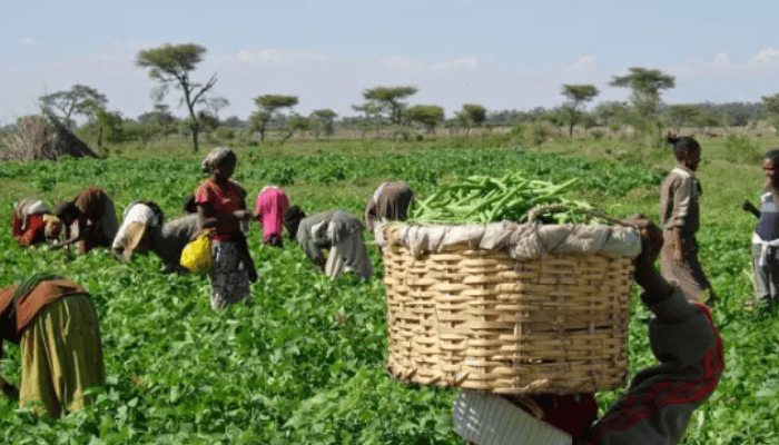 Nigeria's farmers are getting billions in credit — so why isn't the food system growing?