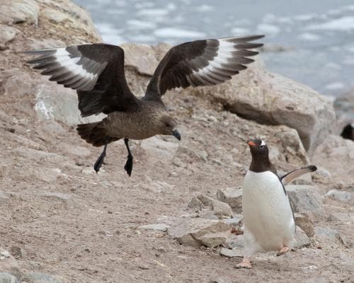 The Last Continent Falls: Bird Flu Reaches Australia, and the Luxury Travel Calculus Shifts