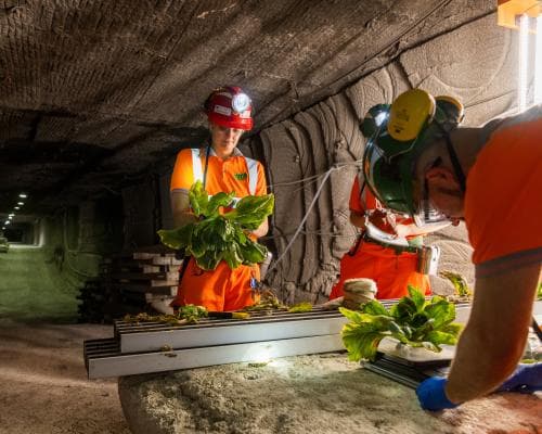 The 1,000-Metre-Deep Salad: Inside the World's Most Unlikely Fine-Dining Source