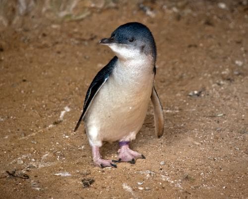 The Little Penguin's $5 Billion Problem: Why a Dead Bird on Phillip Island Is a Warning Shot for Wildlife-Asset Values