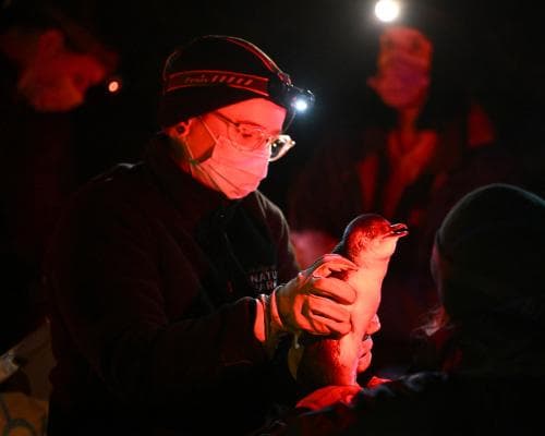The World's Most Exclusive Vaccination Drive: Inside the Mission to Save Australia's Little Penguins