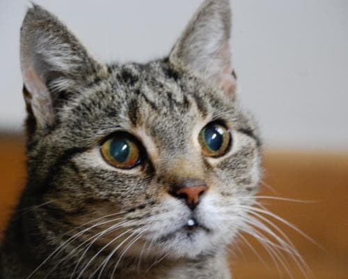 The Tabby Who Owned the Street: Remembering Karl, the Cat Who Taught a Neighborhood the Art of Presence