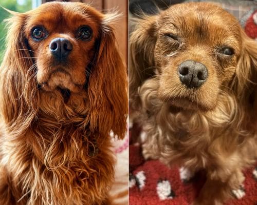 The Canine Connoisseur’s Dilemma: When the World’s Most Pampered Pups Face a Food Recall