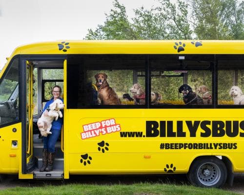 The Yellow Rolls-Royce of Dog Daycare: Inside Britain's Most Exclusive Canine Commute