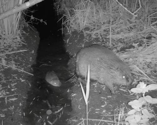 The Beavers of Norfolk Are Back—and They’re Teaching Us a New Kind of Generosity
