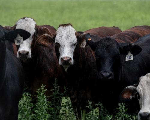 The $4 Billion Question: Why Washington's Beef Gambit Has the Cattle Elite Up in Arms