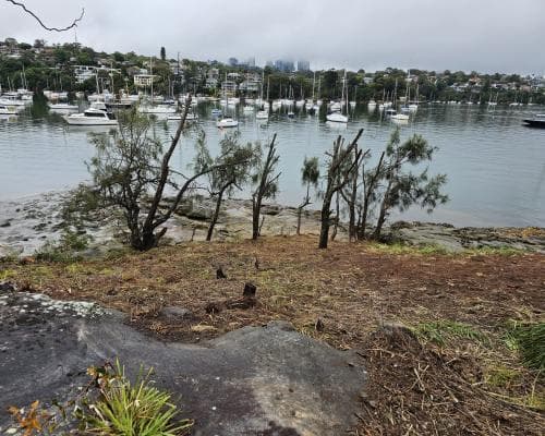 The $187,500 View: How a Sydney Gardener’s Chainsaw Redefined ‘Waterfront’