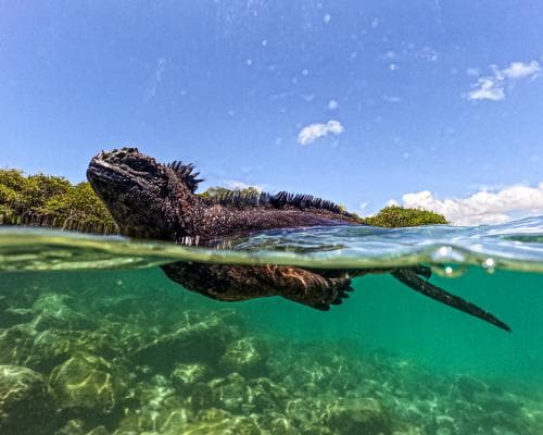 The Heat Below: What El Niño Is Revealing in the Galápagos