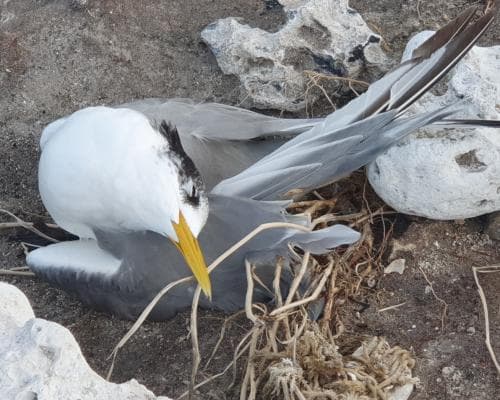 Where the Terns Fall Silent: A Rare Look at Australia's Wildest Isles