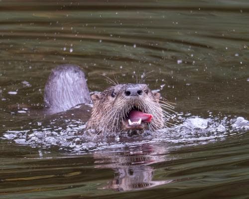 The Bronx Otter Comeback Has a Dark Ledger: New York Still Pays in Fur for Recreation