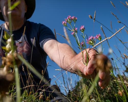 The Field That Remembered: A Meadow’s Quiet Rebellion in North Norfolk