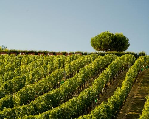 The Crémant Coup: Why the World’s Most Discerning Palates Are Trading Champagne for Terroir-Driven Fizz