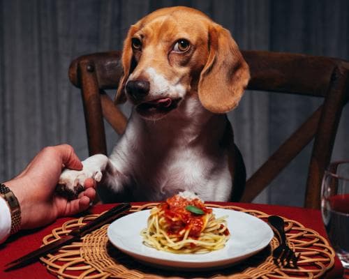 The Dog-Eat-Dog World of September Covers: Why a Beagle Just Outshone Hollywood