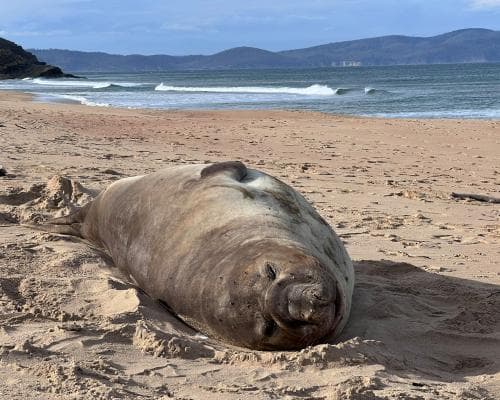 The One-Ton House Guest Tasmania Can’t Stop Adoring