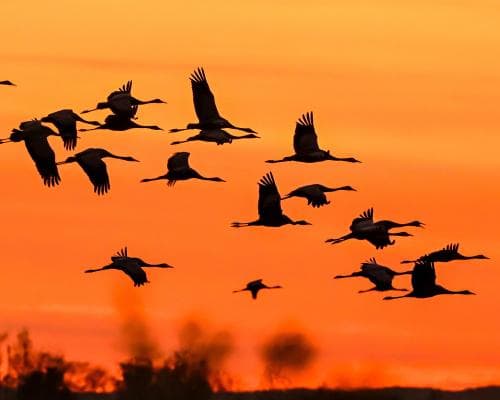 The Great Silence: Where the World's Most Extraordinary Migrations Are Fading