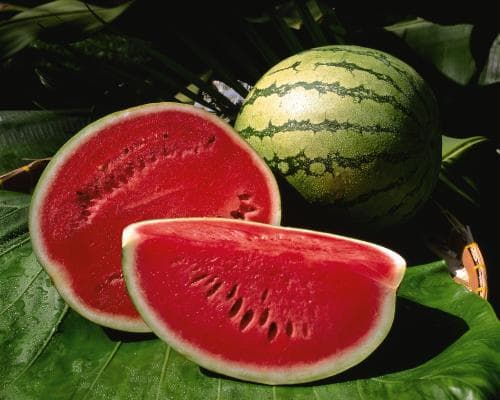 The Salt-Sprayed Watermelon: Why August's Coolest Luxury Is Still the Sea-Chilled Melon