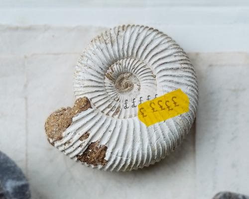 The Lost Jurassic: How Britain's Finest Fossil Collection Found a New Home in Abu Dhabi