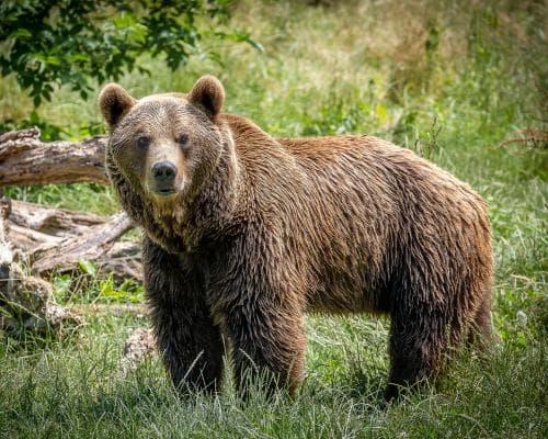The Comeback Kings: Tracking Cantabrian Brown Bears in Spain’s Green North