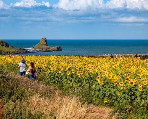 The 100,000-Sunflower Secret: Britain’s Most Exclusive Summer Escape