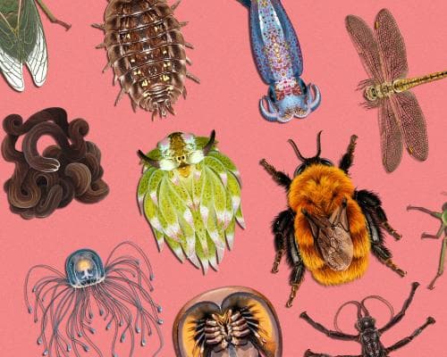 The World’s Most Glamorous Creatures Have No Backbone—and They’re Taking Center Stage